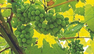 Gazipur youth finds success in grape farming