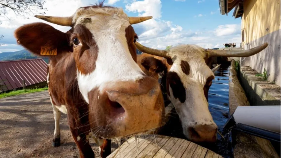 Denmark to introduce world's first livestock carbon tax