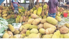 Sakhipur jackfruit farmers unhappy over low prices   