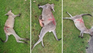 Australia probes killing of 65 kangaroos
