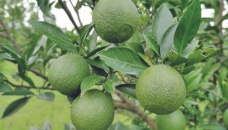 Ctg lemon production up fivefold in 7 years
