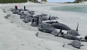 77 whales die in 'biggest mass stranding in decades'