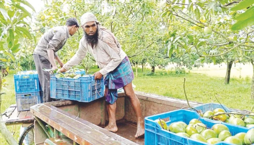 Haribhanga mango becomes famous globally