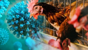 FAO for immediate action over new bird flu variants