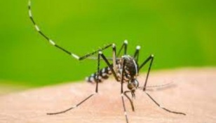 2 dengue patients die, 98 hospitalised