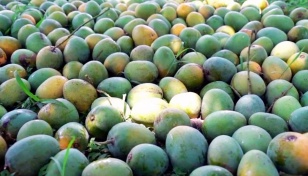 Bangladeshi fresh mangoes get approval for China exports