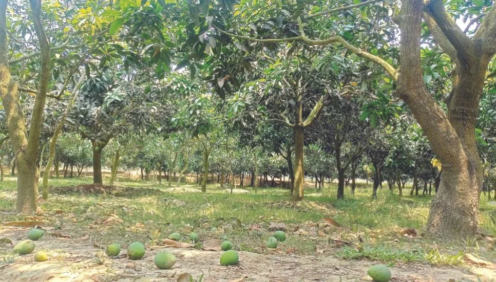 Harivhanga mango business faces setback