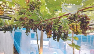 Natore farmer achieves success in grape farming