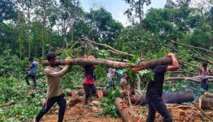 Massive tree felling for construction at JU