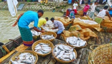 Aquaculture overtakes fishing for first time: FAO