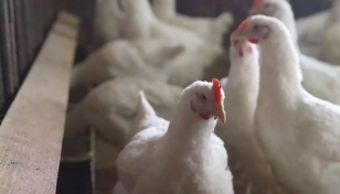 Poultry industry example for dairy farmers on bird flu