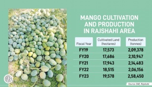 Rajshahi mango production falls, price doubles