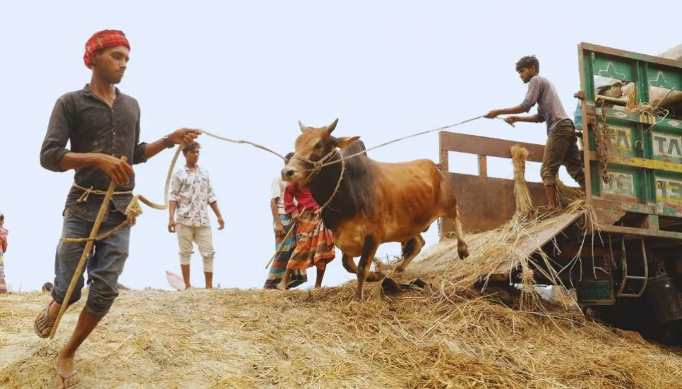 Reduced cattle supply in Dhaka ahead of Eid-ul-Azha