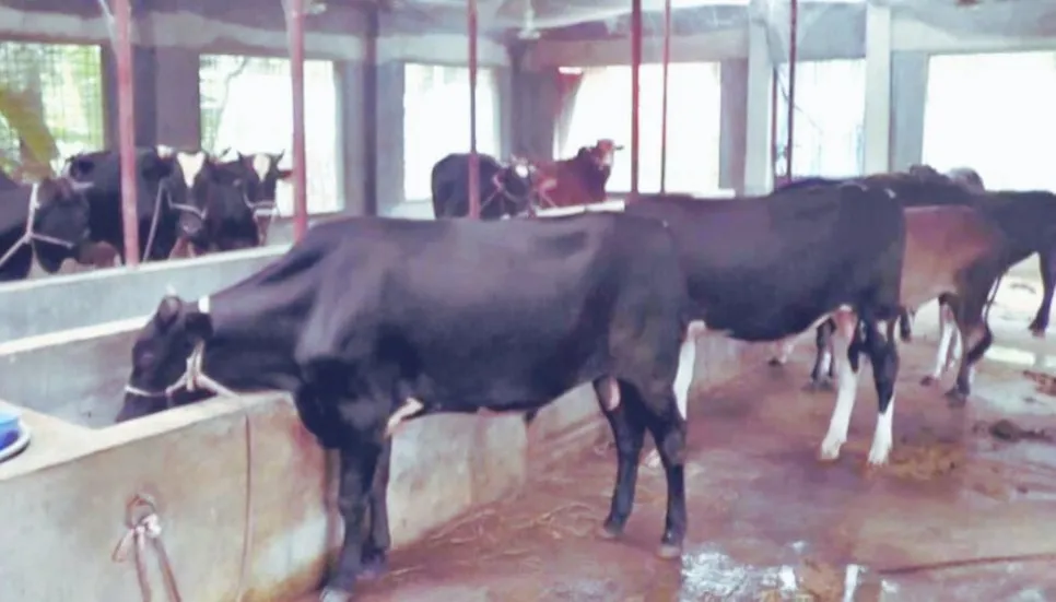 Rangpur cattle farmers fear losses