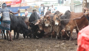 Cattle markets gain momentum