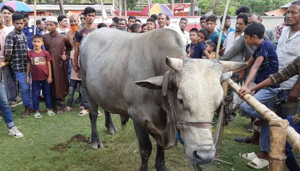 Sales still low at crowded Bagerhat cattle markets