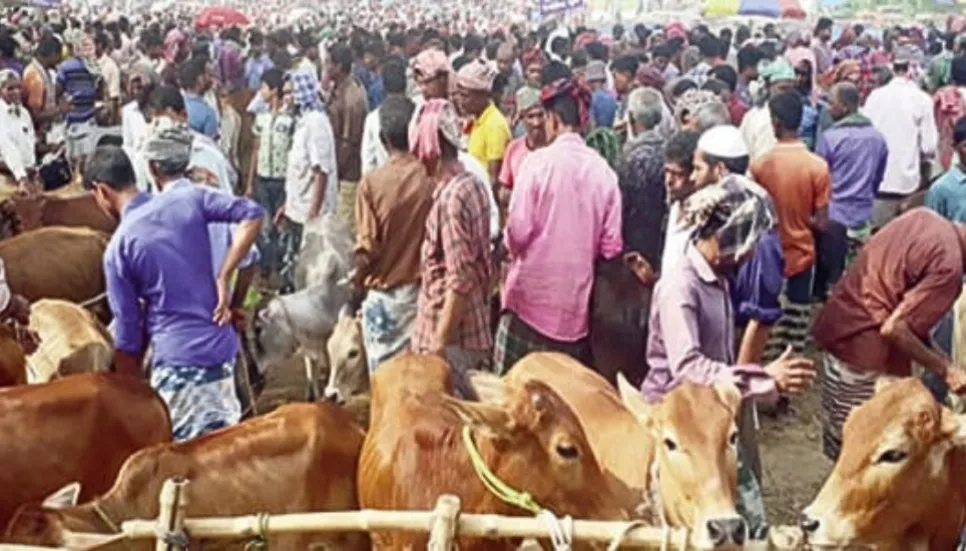 No scarcity of sacrificial animals in Rajshahi