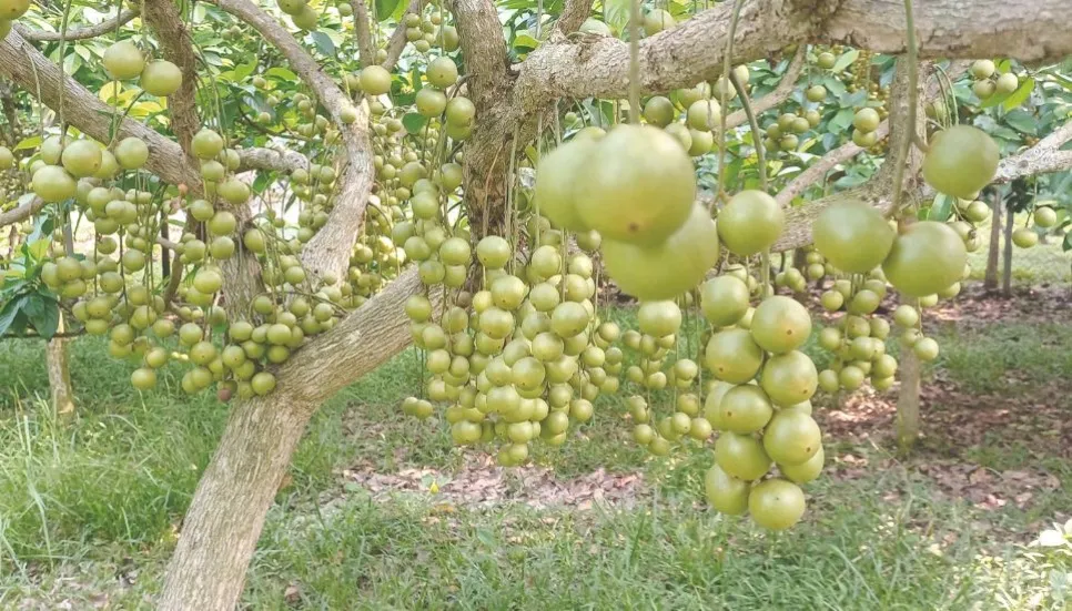 Sreepur farmer finds success in lotkon cultivation