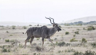 S Africa to dish up more zebra to boost jobs, conservation