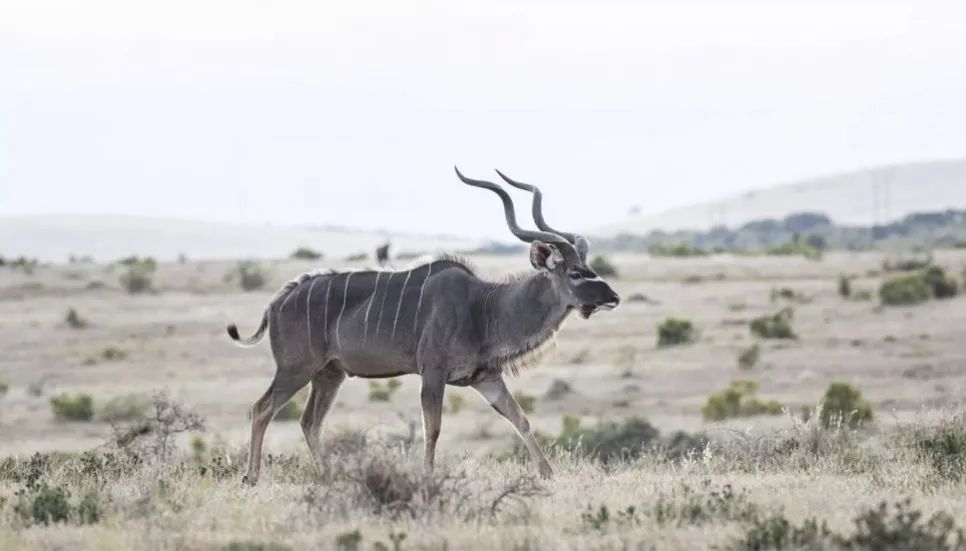 S Africa to dish up more zebra to boost jobs, conservation