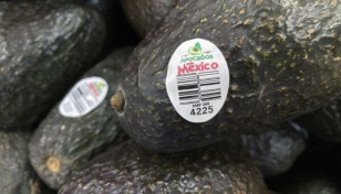 US ambassador visits Mexico to expedite avocado inspections