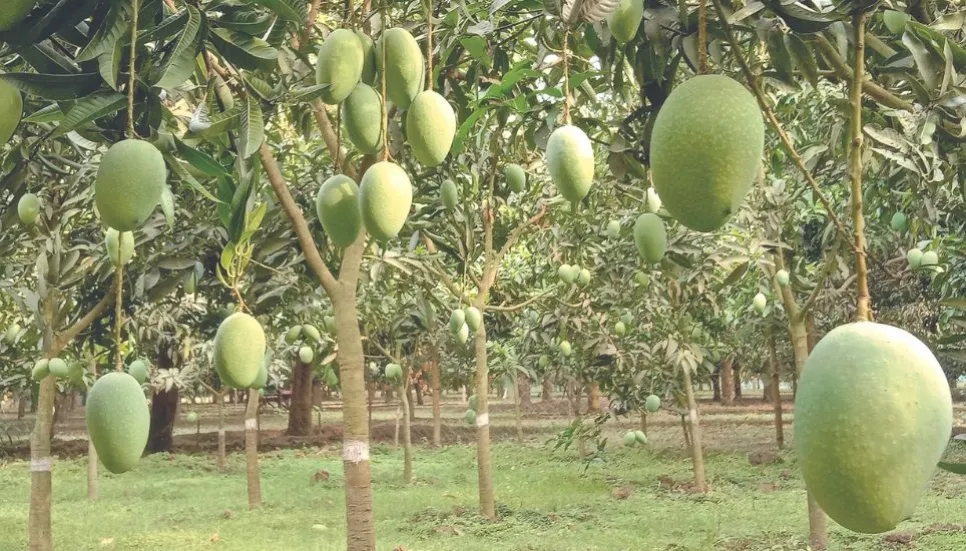 Mango prices hike over 60% as production shrinks