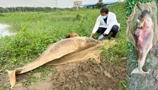 Endangered dolphin found dead in Halda River