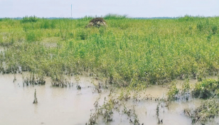 Floods wreak havoc on crops in Tangail