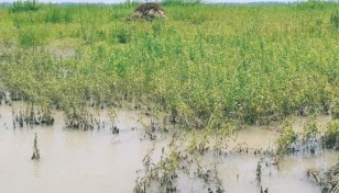 Floods wreak havoc on crops in Tangail