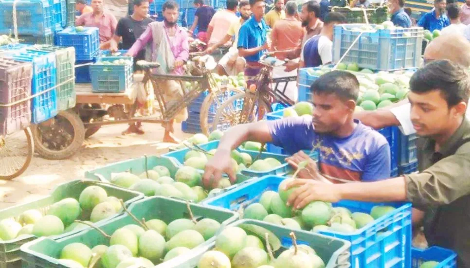 Tk200cr Haribhanga mango trade likely in Rangpur this year