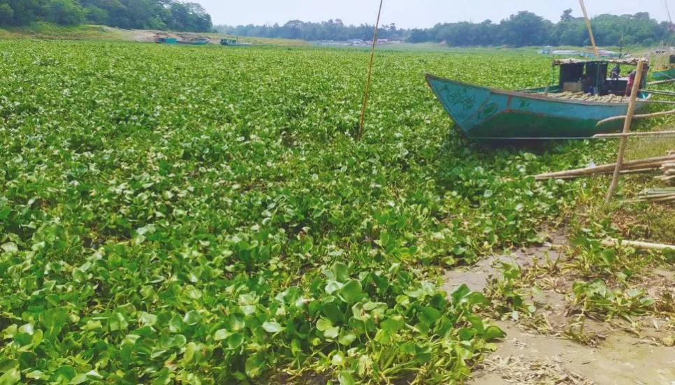Water hyacinth hits Gazipur boat services