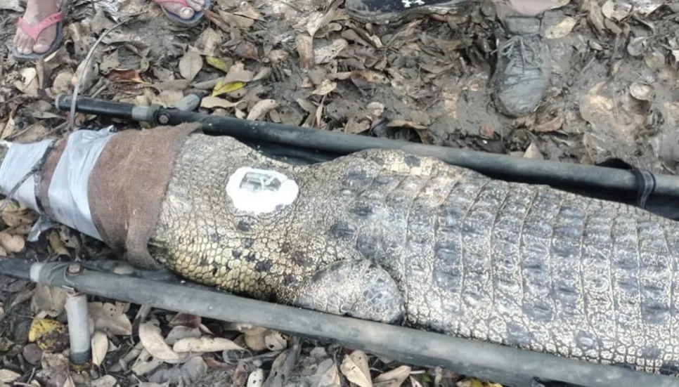 2 crocodiles with transmitter released in Sundarbans