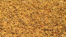 Improved variety of paddy seeds remains unsold