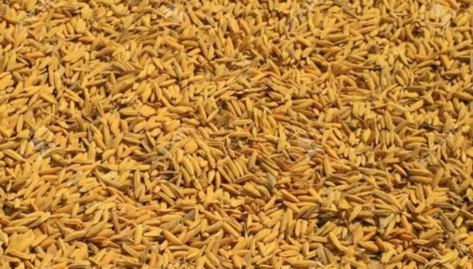 Improved variety of paddy seeds remains unsold