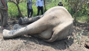 Elephant found dead in Teknaf