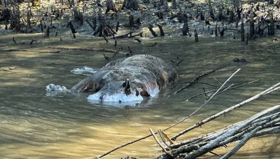 Tiger found dead in Sundarbans