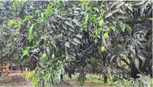 Mangoes dropping early in Rajshahi amid heatwave