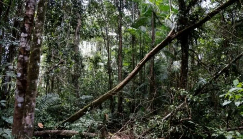 Market-based schemes not reducing poverty, deforestation