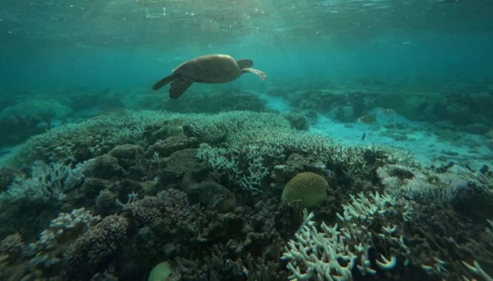 Bleak warnings from Australia’s Great Barrier Reef
