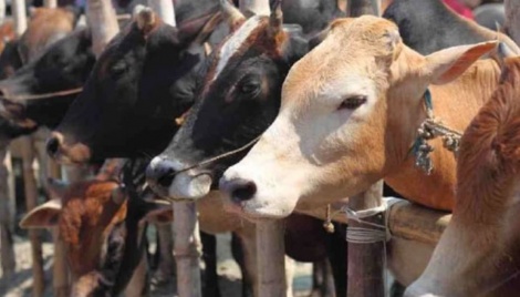 Chapainawabganj stocks 1,82,167 sacrificial animals