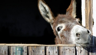 World Donkey Day today