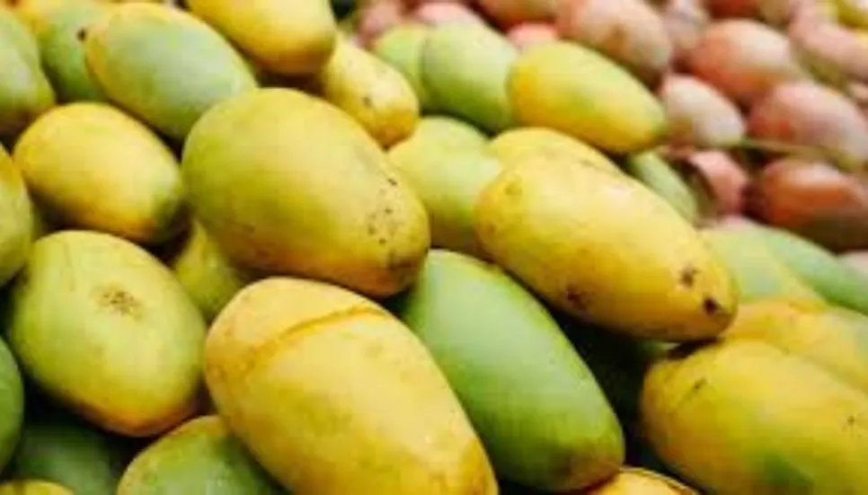 Mango harvesting in Natore begins May 25