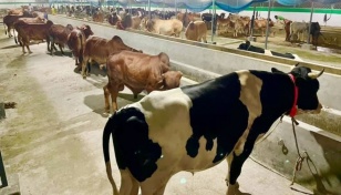 Inflation, shift in sacrifice trends worry cattle farmers