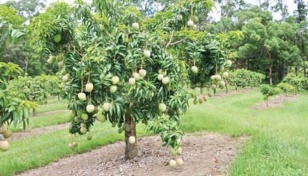 Mango harvesting in Rajshahi begins on Wednesday