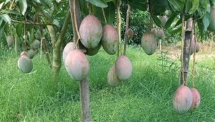 Tk 2500 crore target for mango sales at Naogaon