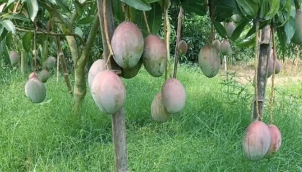 Tk 2500 crore target for mango sales at Naogaon