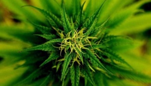 US proposes reclassifying marijuana as low-risk drug