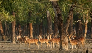 New patrol outposts to boost Sundarbans forest guard safety