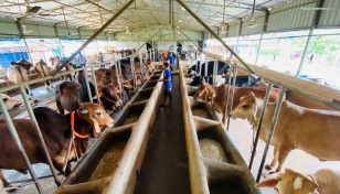 LDDP aims to build climate-resilient livestock sector