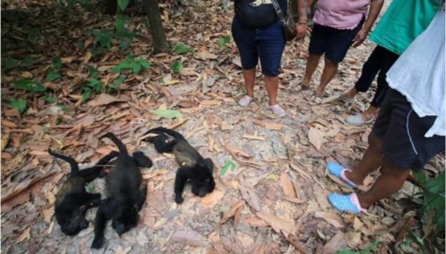 Monos aulladores mueren durante ola de calor en México